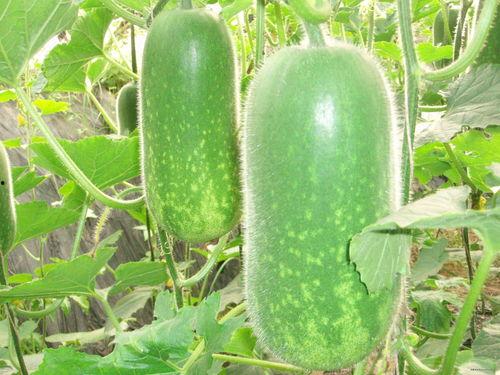 吃瓜网36w..CC,热门话题背后的真相与热议