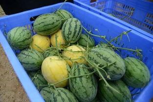 2022吃瓜爆料吃瓜群,揭秘娱乐圈幕后风云