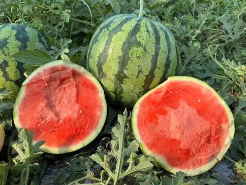 出吃瓜网,出吃瓜网带你领略明星幕后故事