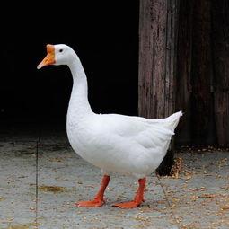 吃瓜鹅日常爆料,娱乐圈幕后真相大揭秘