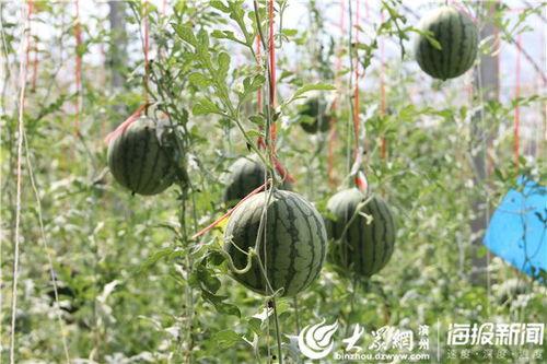 云南怒江网红视频吃瓜